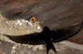 /album/zoo/img-0131-masolata-jpg/